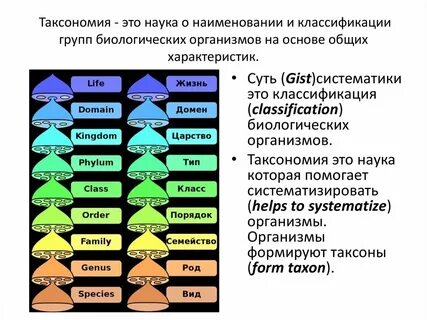 Иерархия систематических категорий пшеницы