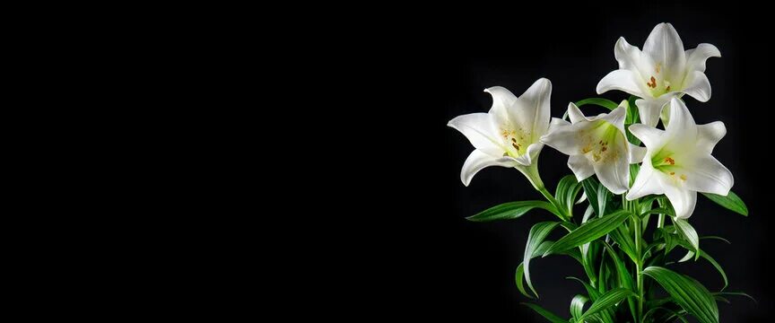 Hibiscus Blossom Bloom - Free photo on Pixabay Types of white flowers, Cat safe 