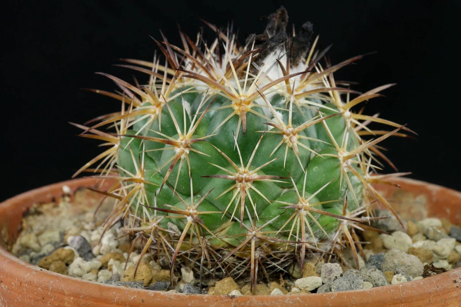 Пунция. Coryphantha pycnacantha. Эхинопсис субденудата. Кактус эхинопсис субденудата. Корифанта Кактус.