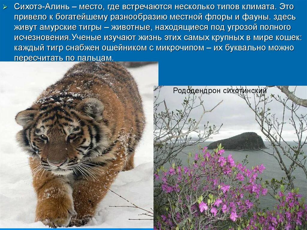 Тип климата сихотэ алинь. Сихотэ-алинский заповедник. сихотэ-алинский заповедник фауна. центральный сихотэ-алинь амурский тигр. сихотэ-алинский заповедник приморский край тигр амурский.