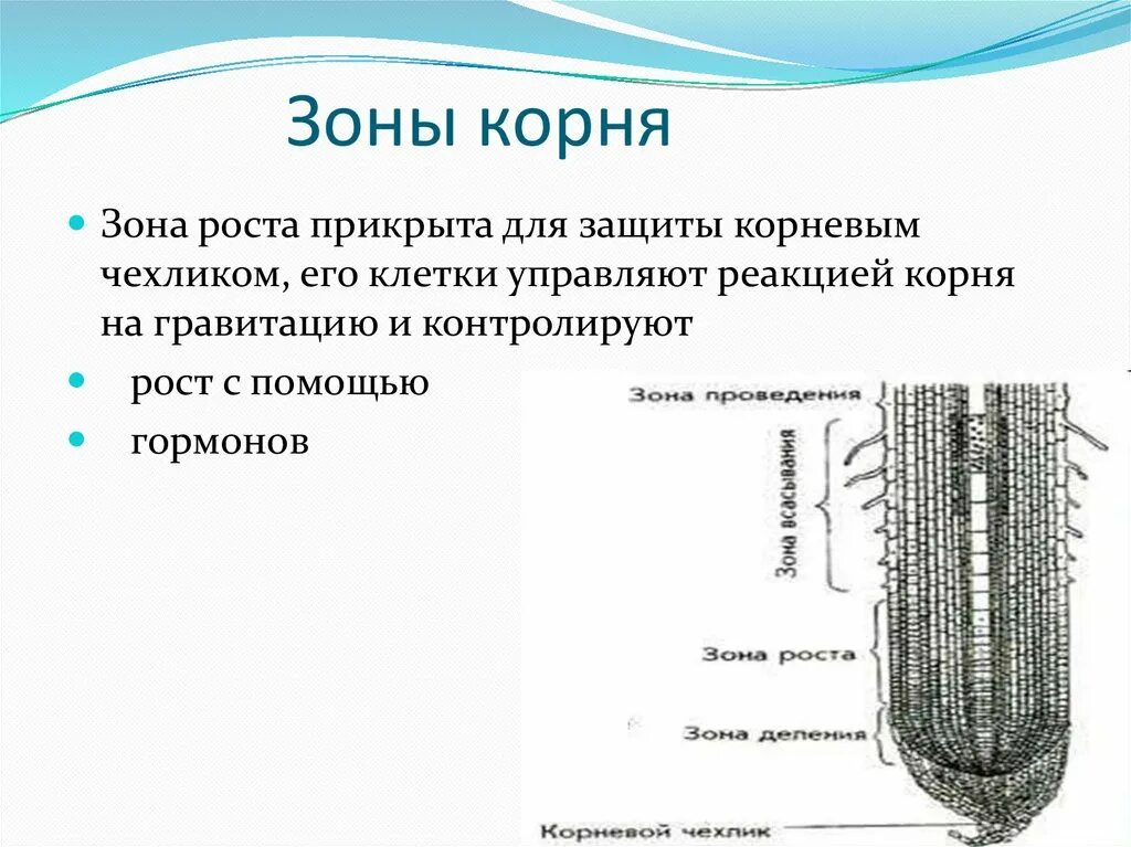 Из какой ткани состоит корень. Зоны корня. Зона роста корня. Зоны корня рисунок. Презентация зоны корня.