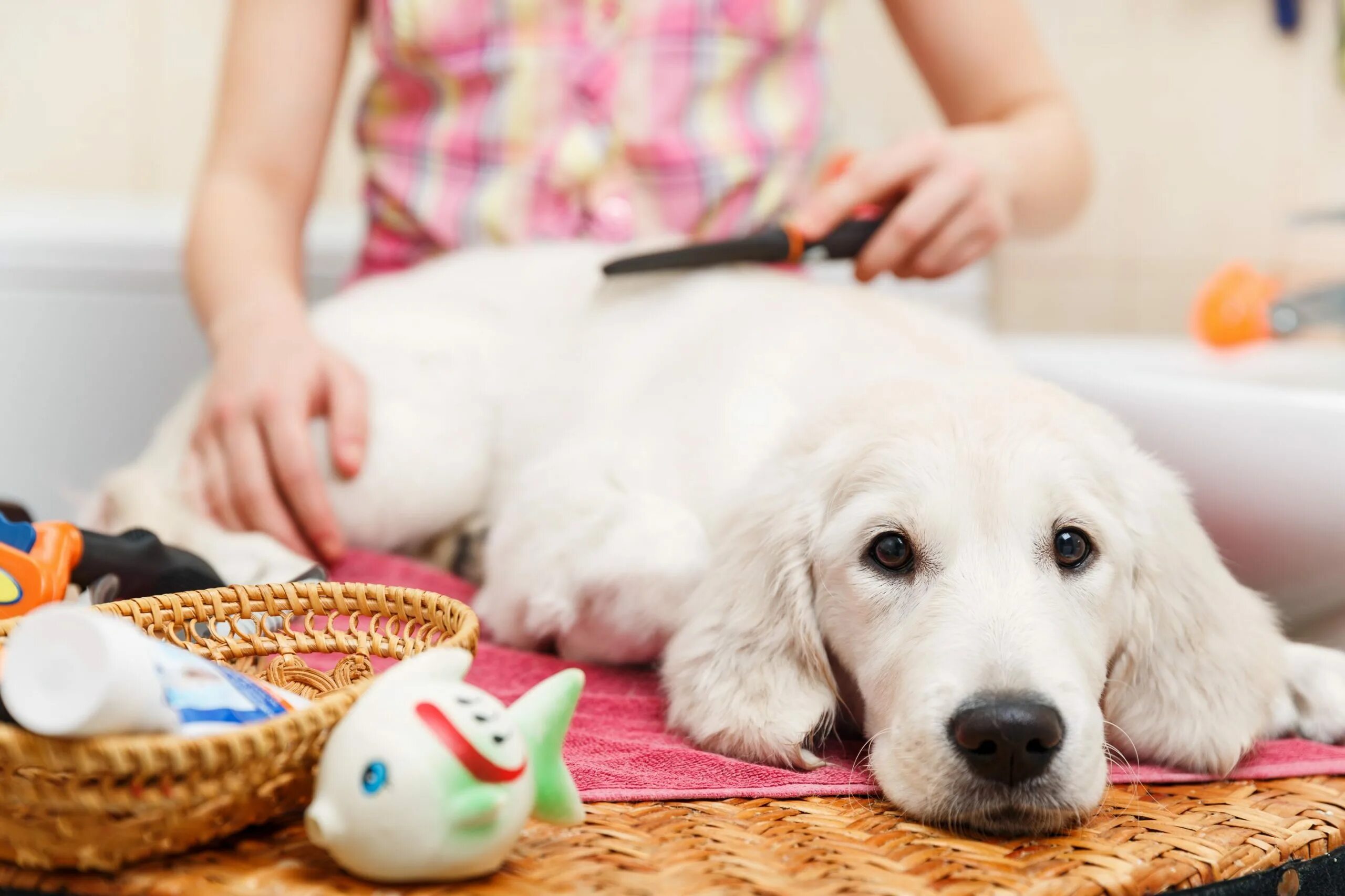 Having pets at home. Вычесывание лабрадора. Вычесывание собак. Забота о собаке. Собаку расчесывают.