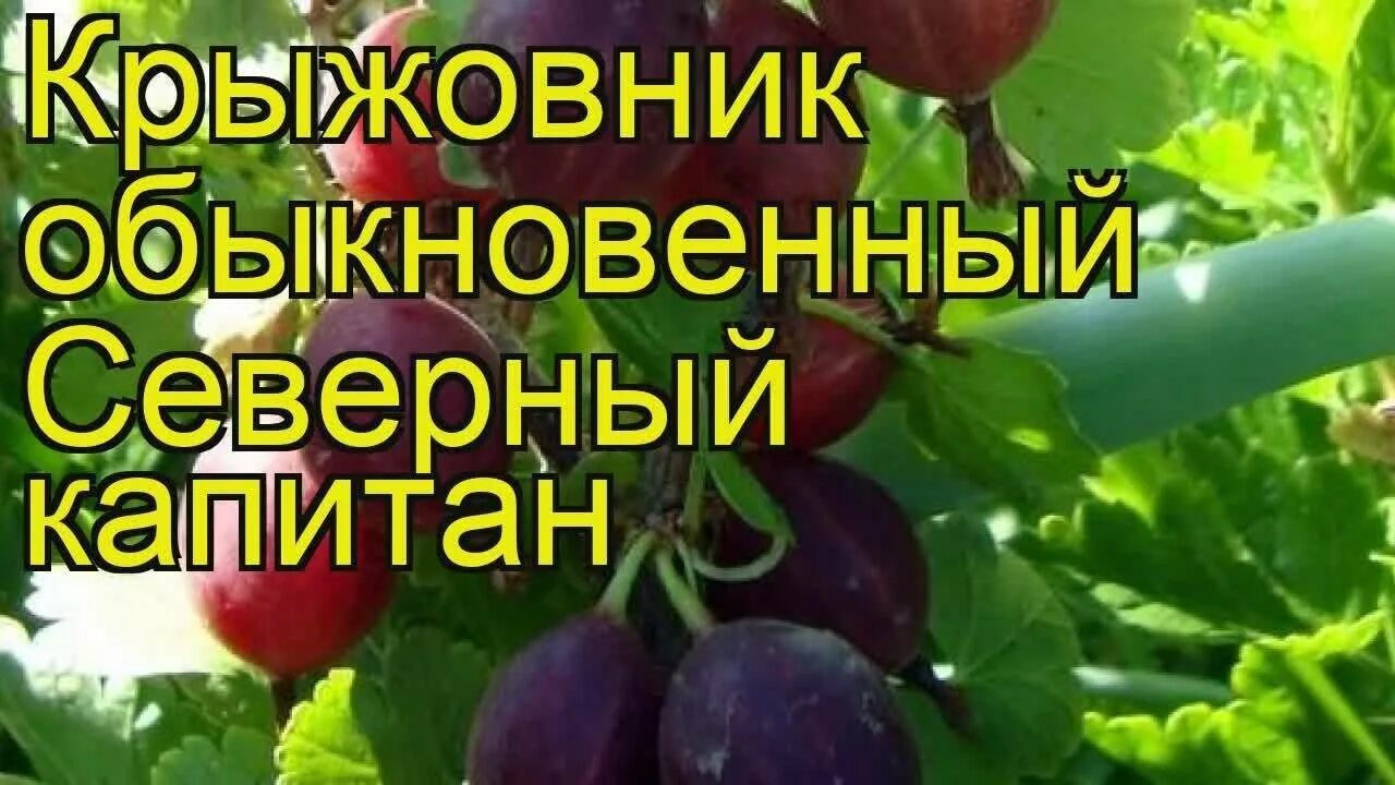 Крыжовник капитан. Крыжовник Северный Капитан. Крыжовник обыкновенный Северный Капитан. Крыжовник Северный Капитан описание сорта. Крыжовник Северный Капитан фото и описание сорта.