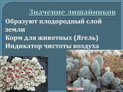 Сообщение на тему многообразие лишайников