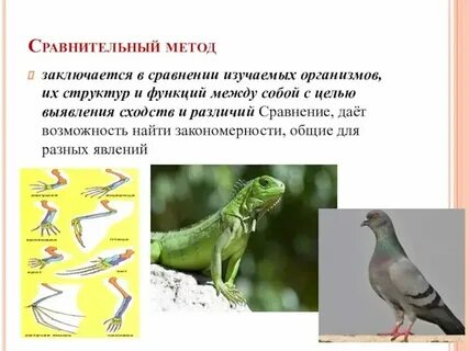 Примеры метода сравнения в биологии