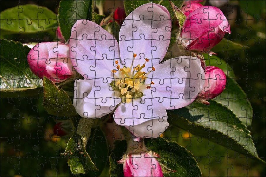 Яблоневый цвет (apple blossom). Malus цветы. Яблоня лесная побег. Яблоня лесная соцветие. Malus domestica var.