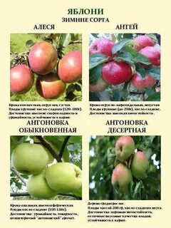 Имена яблони