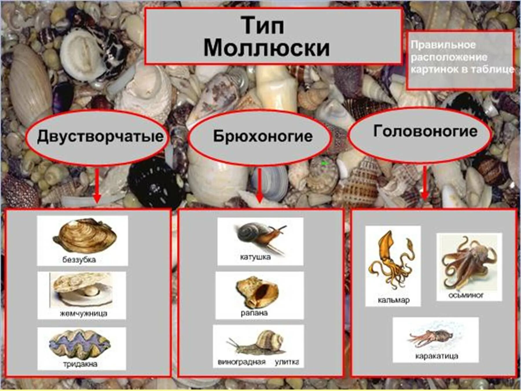 Классы моллюсков. Тип моллюски. Тип моллюски класс брюхоногие моллюски. Брюхоногий и двухстворчатый моллюск. Представитель моллюсков является