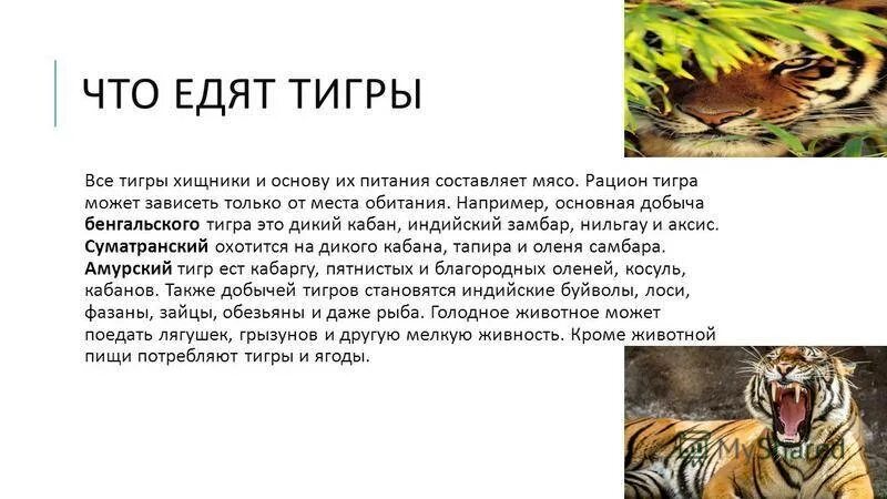 В какой среде обитают тигры