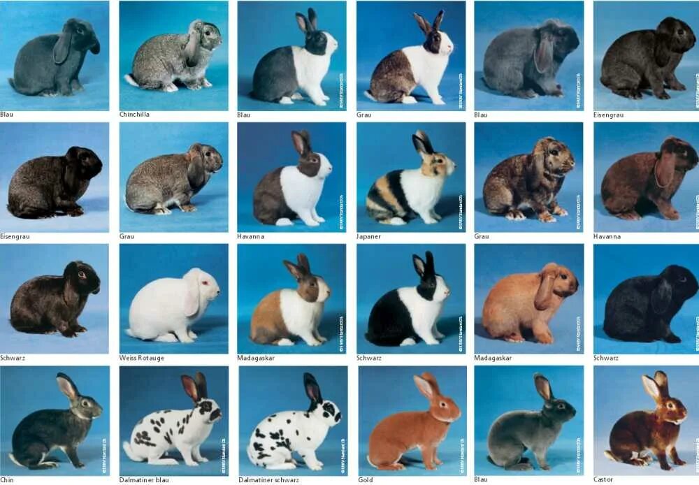 Какие породы домашних. Различные породы кроликов. Породы кроликов с фотографиями. Название пород кроликов. Окрасы кроликов.