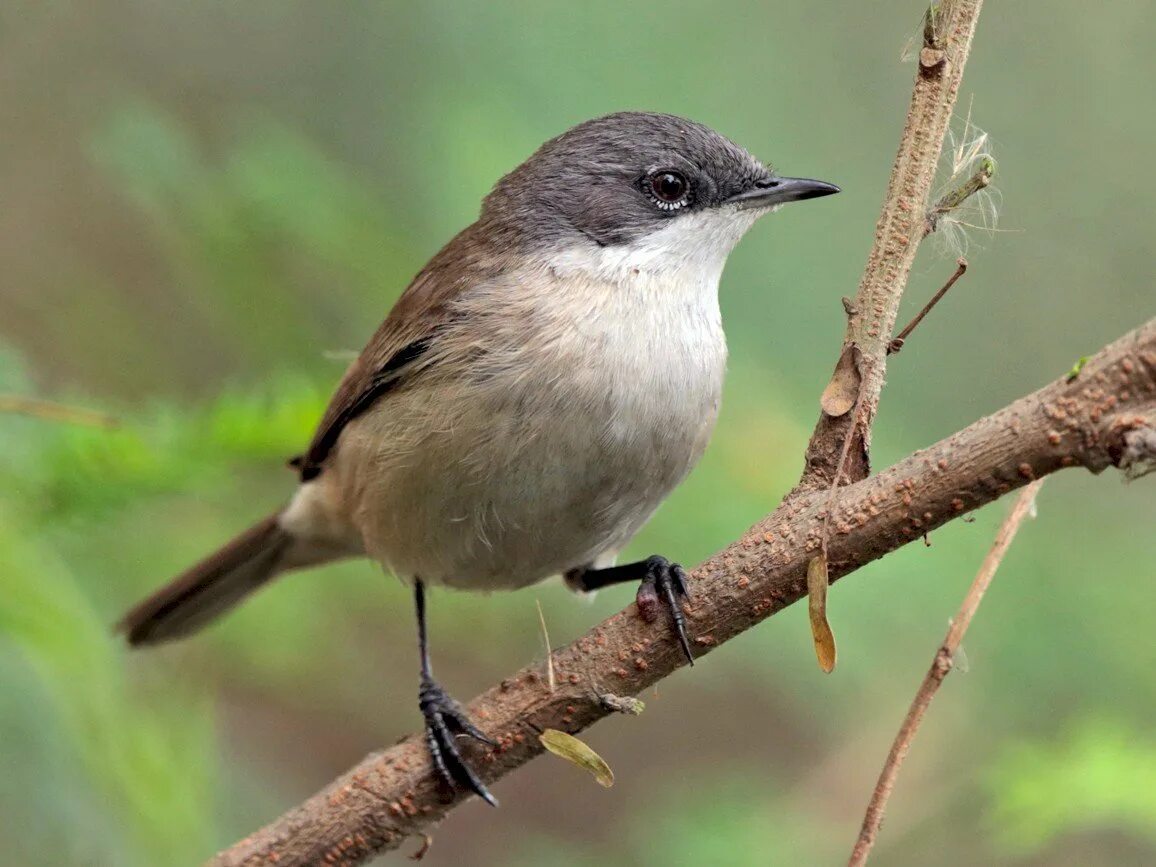 Сардинская славка. Greater whitethroat птица. Птичка славка. Серая славка. Серая славка птица.