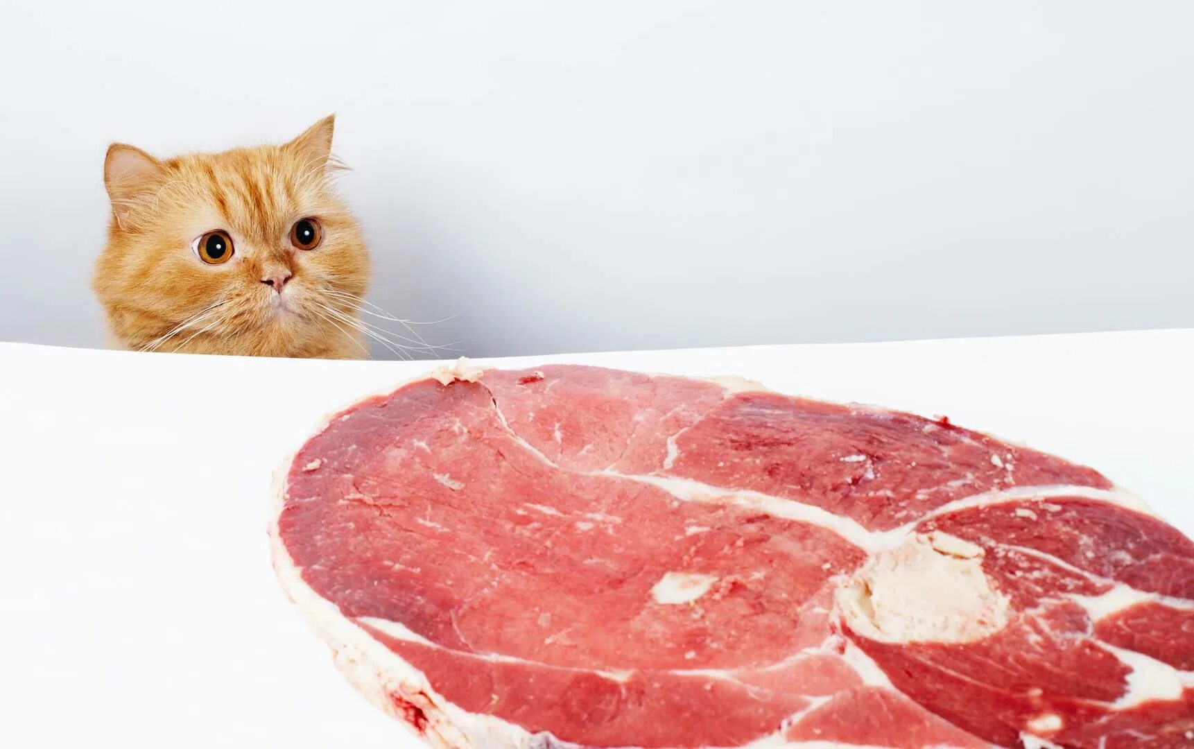 Можно давать коту сырое мясо. Можно давать коту сырое мясо