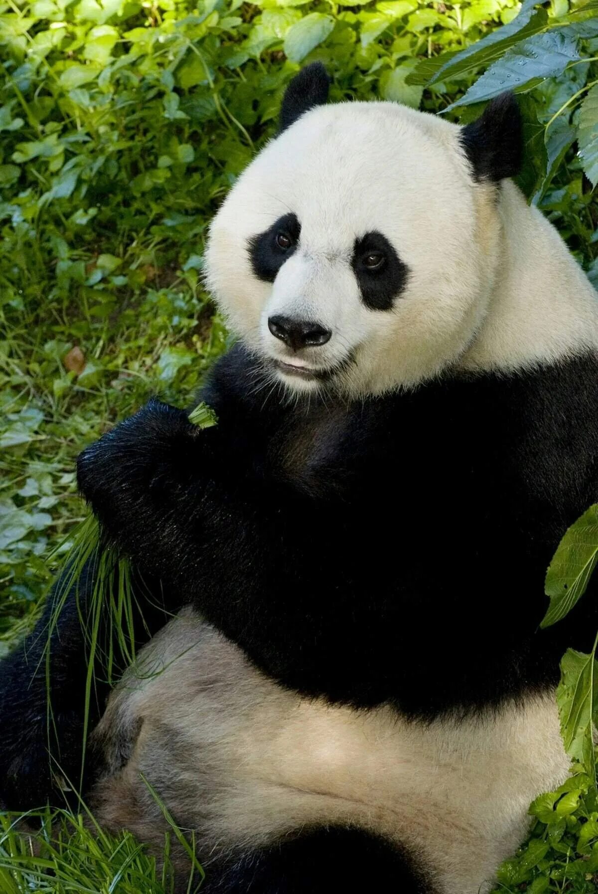 Панда. Большая Панда бамбуковый медведь. Очковый медведь и Панда. Очковая Панда. Большая панда медведь