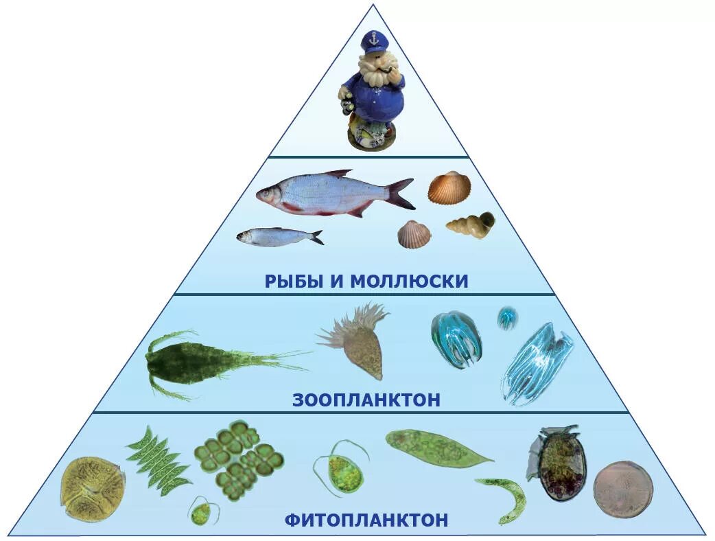 Цепь питания планктона. Пирамида биомассы водной экосистемы. Фитопланктон зоопланктон пищевая цепь. Экологическая пирамида моря. Экологическая пирамида биомассы океана.