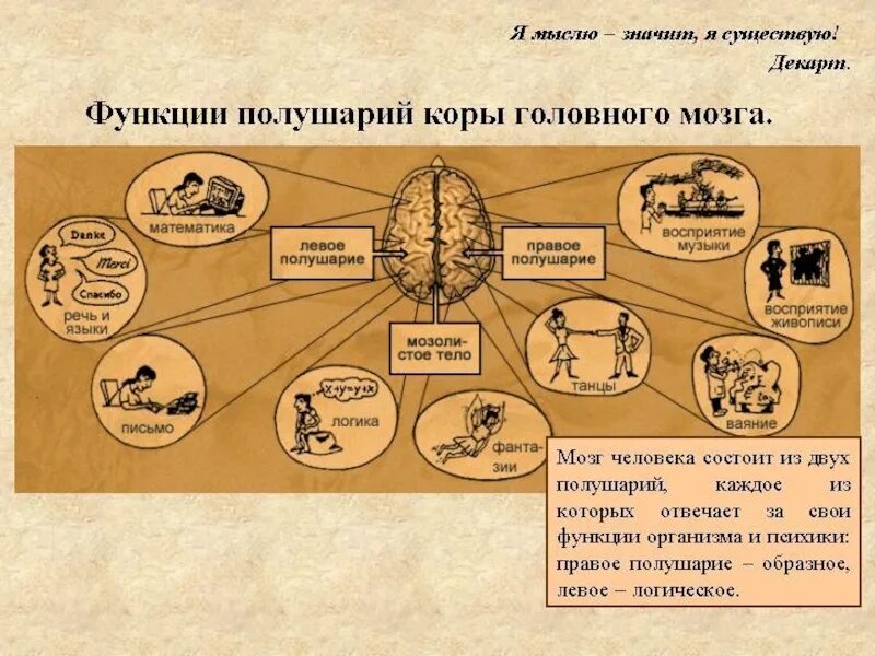 Большие полушария функции. Кора головного мозга функции. функции больших полушарий головного мозга таблица. полушария головного мозга функции. кора головного мозга таблица.