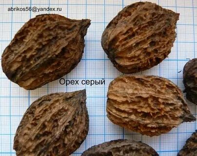 Орех который похож на грецкий орех