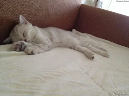 Взяли котенка в 1 месяц