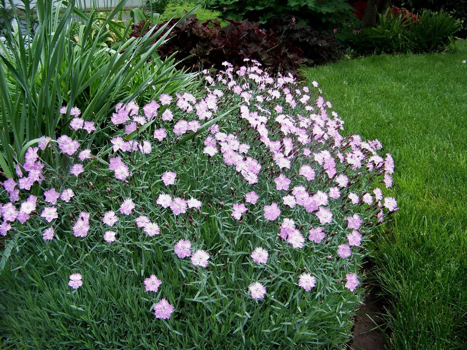 Dianthus gratianopolitanus. Гвоздика травянка многолетняя. Гвоздика травянка почвопокровная. Dianthus gratianopolitanus розовая. Гвоздика почвопокровная