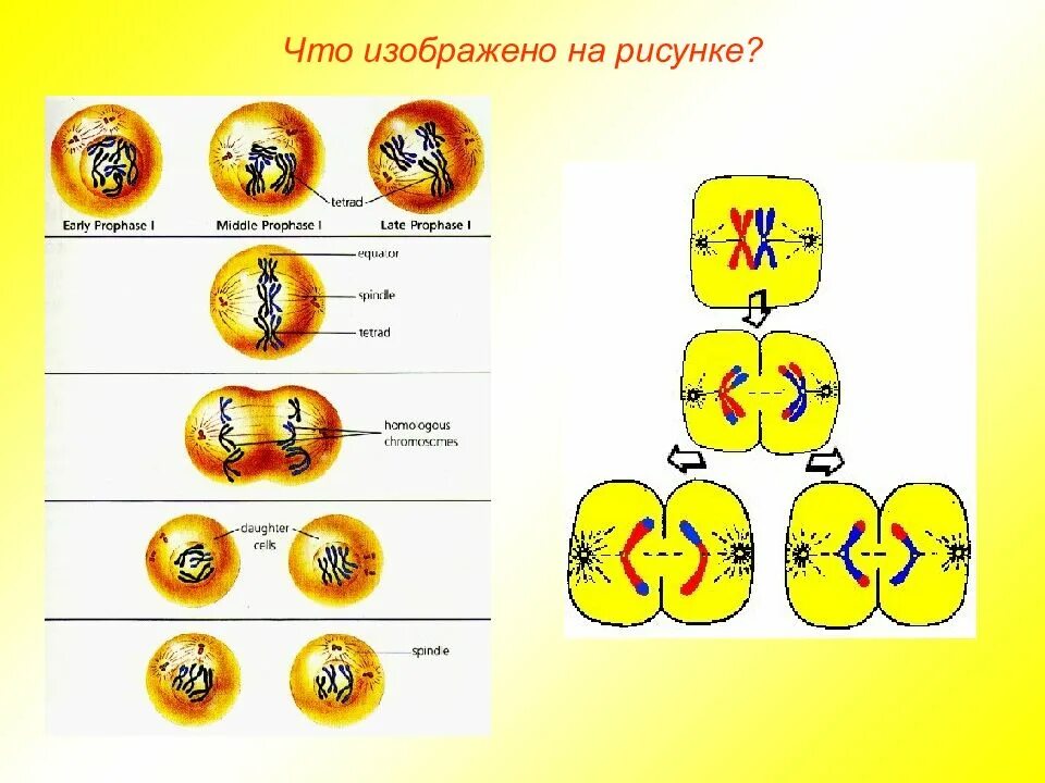 Фазы мейоза без подписей. Фазы мейоза ЕГЭ биология. Схема мейоза рисунок. Митоз и мейоз схема без подписи. Контрольная работа по биологии митоз мейоз