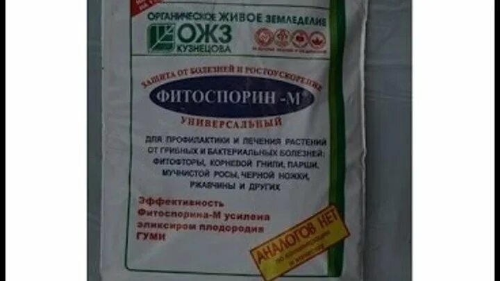 Фитоспорин от мучнистой росы. От бактериального ожога груши препарат. Фитоспорин против бактериального ожога. Фитоспорин м видео. Фитоспорин м видео.