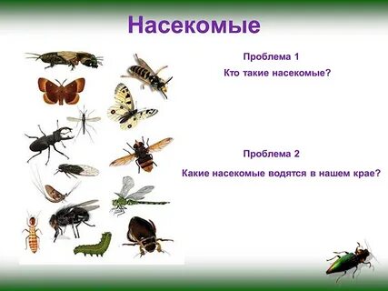 Какие насекомые описание