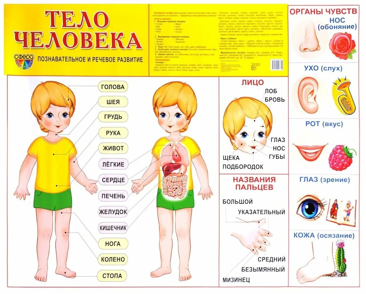 Стс части тела. Тело человека для детей. Плакат тело человека для детского сада. Строение тела человека для дошкольников. Тело человечка для детей.