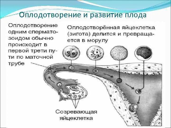 Оплодотворение только при наличии воды. Процесс оплодотворения яйцеклетки схема. Оплодотворение: этапы развития эмбриона. Процесс оплодотворения физиология. Процессы развития оплодотворенной яйцеклетки.