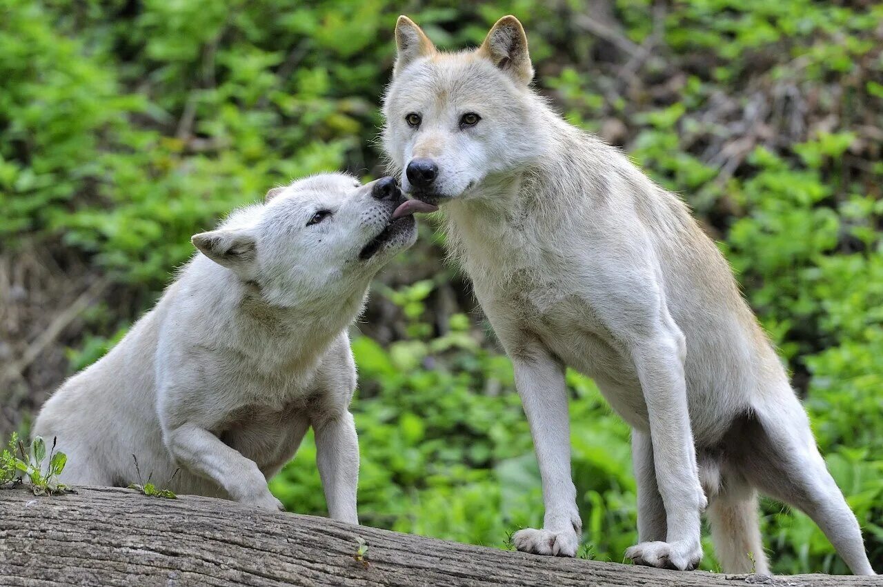 Animal couple. Любовь животных. Животные пары. Любовь в мире животных. Любовь животных картинки.