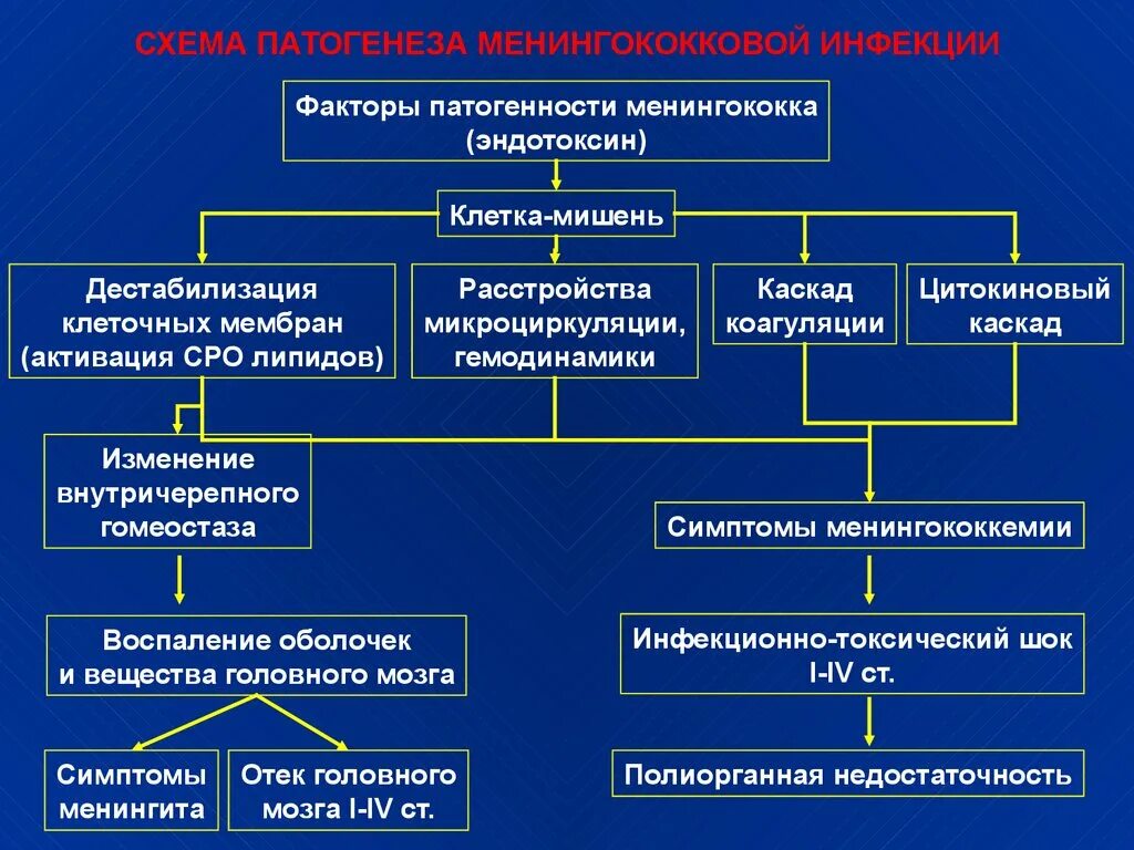 Синдром стрептококкового токсического шока. Патогенез менингококкового менингита схема. Патогенез менингита схема. Схемы лабораторного диагноза менингококковой инфекции. Патогенез менингита при менингококковой инфекции.