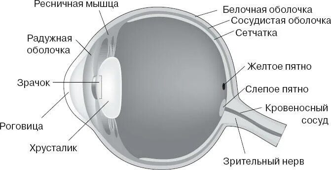 Белочная оболочка глаза прозрачна отметьте верные. Строение глаза. Белочная оболочка глаза. Белочная оболочка глаза схема. Белочная оболочка глаза анатомия.