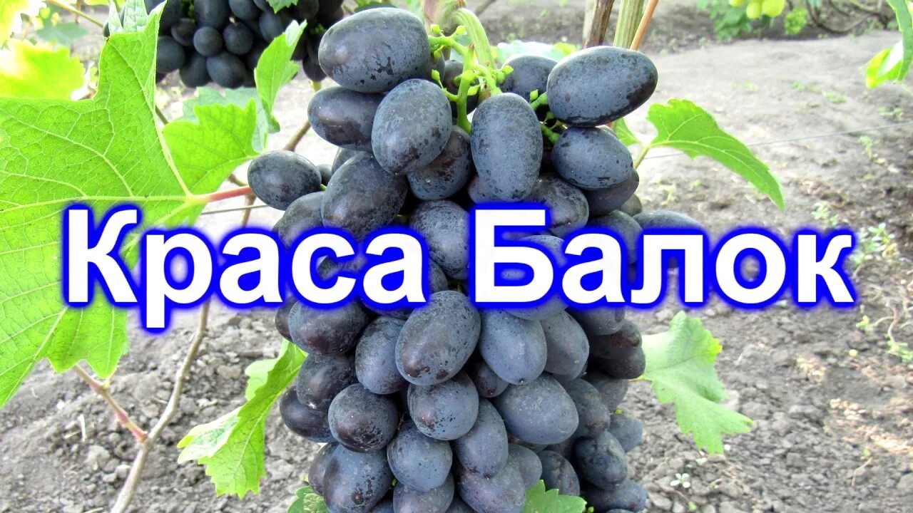 Краса Балок 15.08.2019 - YouTube