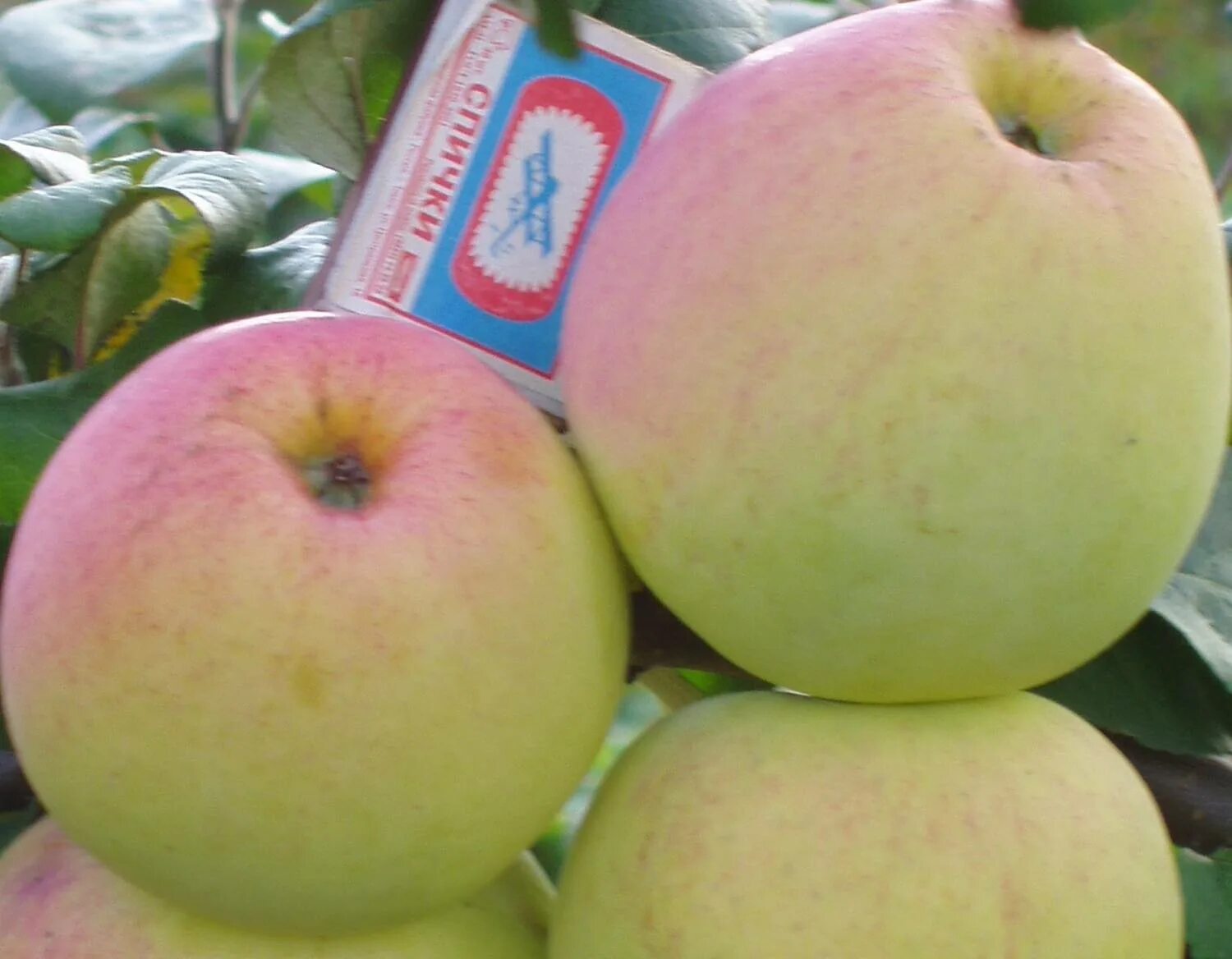 Сорт яблони подснежник отзывы. Яблоня мазунина. Яблоня карликовая братчуд. Сорт яблони подснежник отзывы. Яблоня карликовая подснежник.