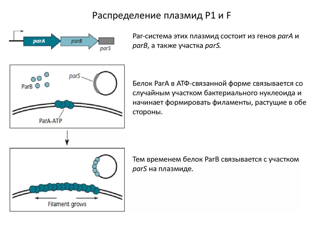 Кольцевые плазмиды. Репликация плазмид бактерий. плазмида строение и функции. кольцевая форма плазмиды. рекомбинантная плазмида.