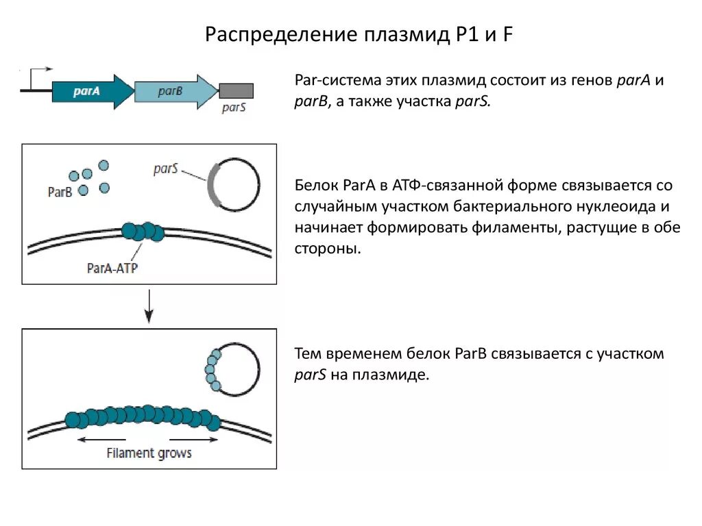 Обработка плазмидами. Репликация плазмид бактерий. Плазмида строение и функции. Кольцевая форма плазмиды. Рекомбинантная плазмида.