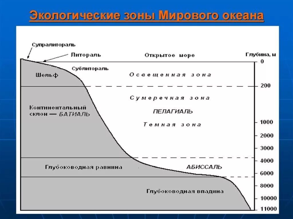 Фронтальные зоны мирового океана. Экологические зоны мирового океана схема. Батиальная область. Экологические зоны мирового океана глубина. Биономические зоны мирового океана.