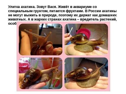 Как правильно ухаживать за улитками