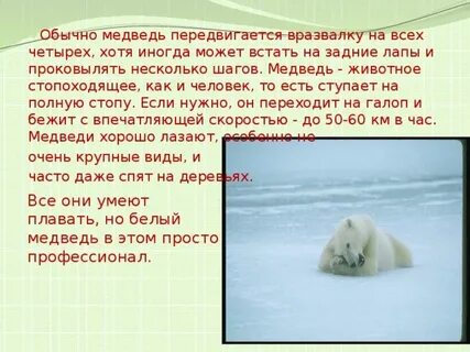 Белый медведь 2 класс