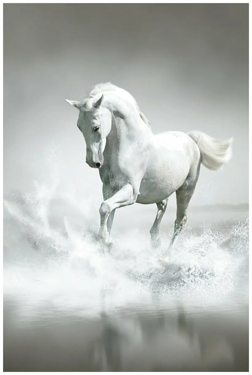 Two beautiful white horses running in the snow