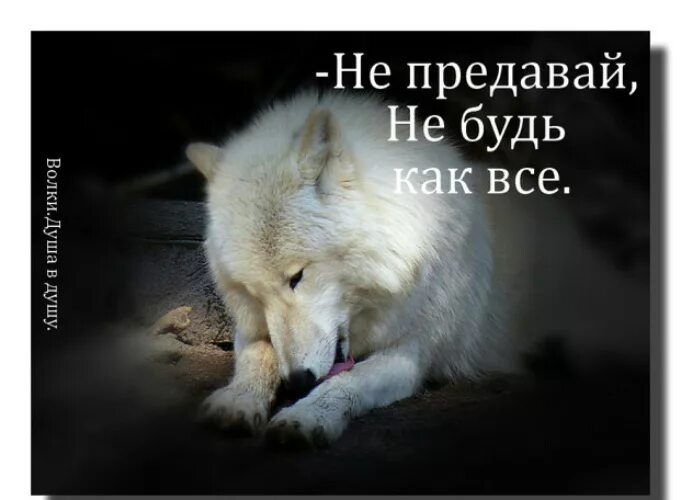 Не предавай прошу. Волк предан своей волчице. не предавай меня пожалуйста. ты меня не предавай. не предавайте свою любовь.