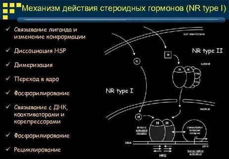 Механизм стероидных гормонов