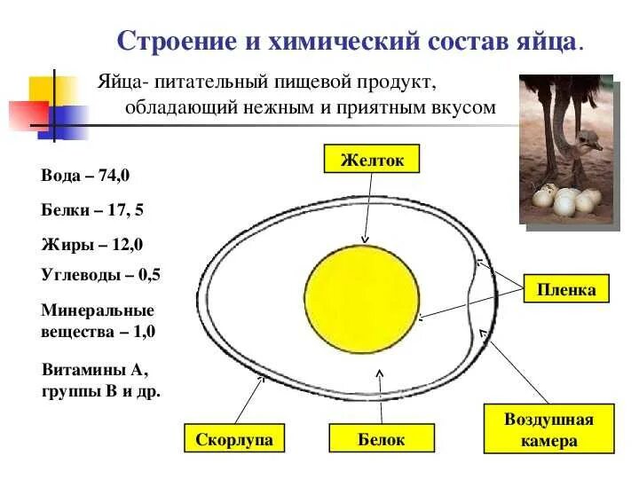 Почему яйцо рыхлое. Почему яйцо рыхлое