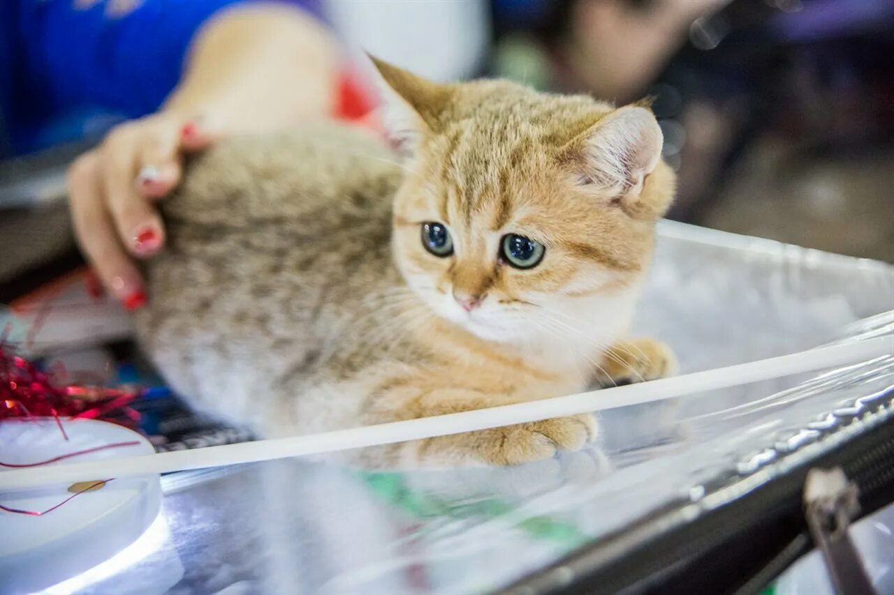 Spring cat show. Выставка кошек. Выставка кошек в Сокольниках. Выставка кошек ВДНХ. Выставки котов во Владивостоке.