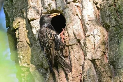 Кладка скворца