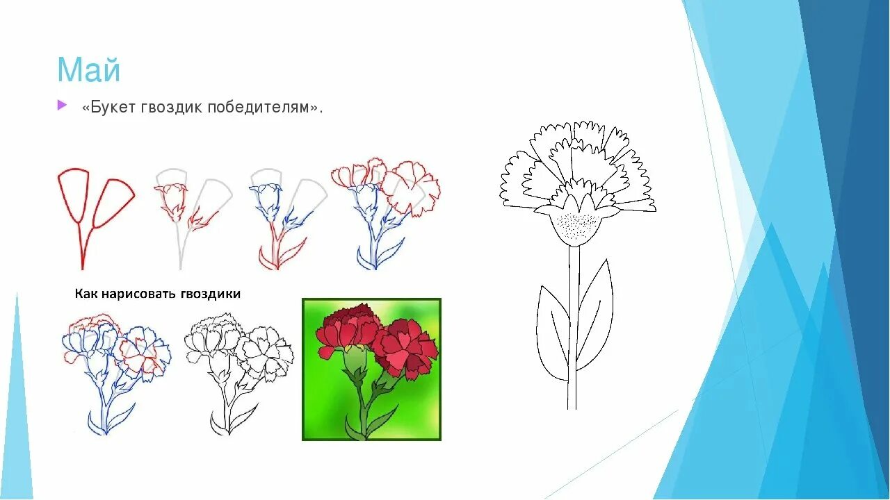 Гвоздика карандашом. Гвоздики рисунок. Лёгкие рисунки гвоздики. Поэтапный рисунок гвоздики. Гвоздика карандашом.