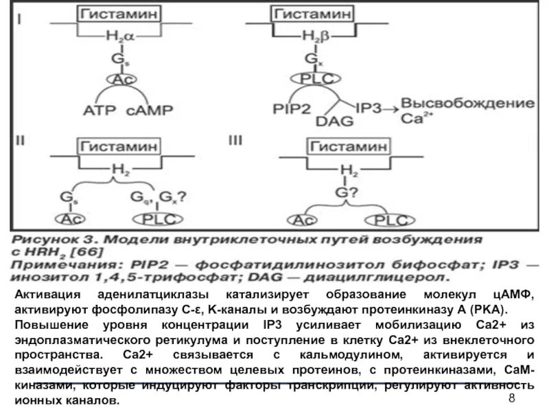 Реакция гистамина. Реакция протеинкиназы. активация протеинкиназы а. реакция (в общем виде), катализируемая протеинкиназой. протеинкиназа катализирует реакцию.