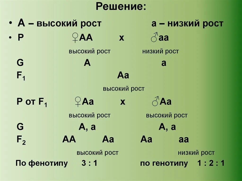 Задачи по генетике. Задачи по генетике на моногибридное скрещивание. Задачи по генетике человека. Решение задач по генетике. Генотип запись