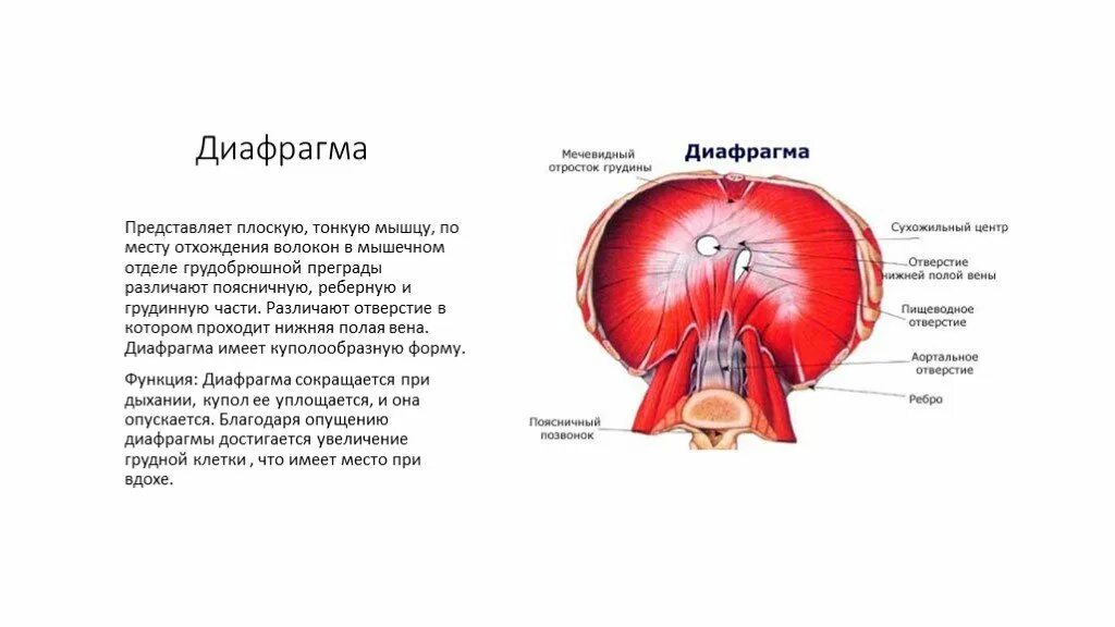 Выполняет функцию диафрагмы. Диафрагма анатомия мышцы. Строение диафрагмы вид снизу. Диафрагма строение и функции. Диафрагма анатомия функции.