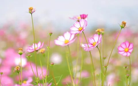 Картинки лето нежное