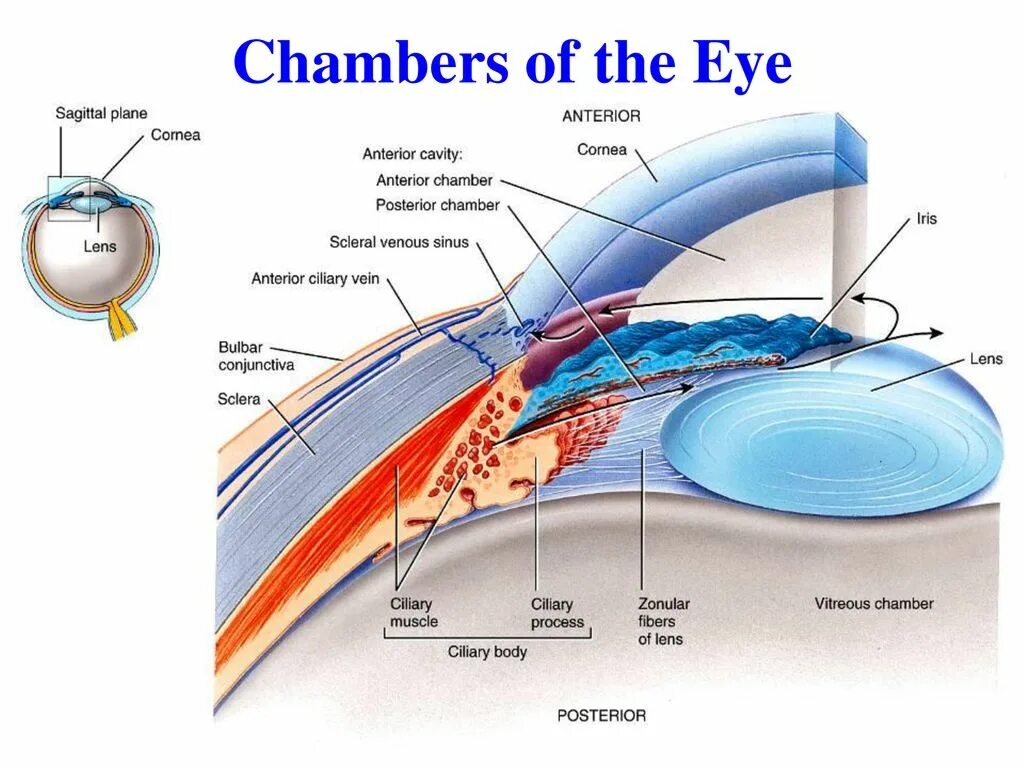 Функции передней и задней камеры глаза. Глазное яблоко строение передняя камера. Строение передней и задней камеры глаза. Жидкость передней и задней камеры глаза. Роговица образована
