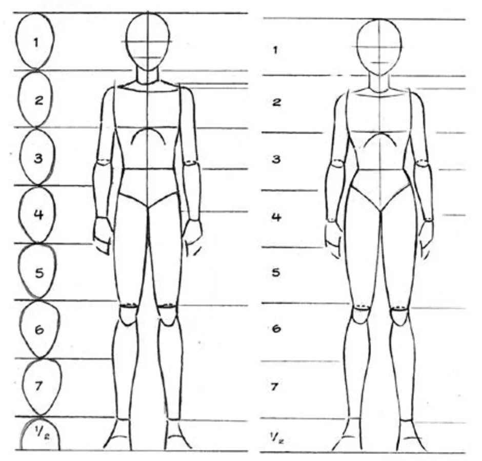Тело скопировать. Рисуем тело человека пропорции. Построение человека рисунок пропорции. Пропорции тела человека рисунок 6 класс. Анатомия человека рисование пропорции тела.